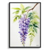 Burford Watercolour Botanical Art Print - Wisteria x Valderi Minimalist Framed Plant Wall Art 2 watercolour botanical print flowers wisteria x valderi minimalist front view