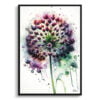 Ornamental onion (Allium Nigrum) Watercolour Botanical Art Print - Blotted Painting Framed Plant Wall Art 2 watercolour blotted flowers ornamental onionallium nigrum front view
