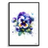 Pansy (Viola x wittrockiana) Watercolour Botanical Art Print - Blotted Painting Framed Plant Wall Art