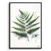 Sensitive Fern (Onoclea) Watercolour Botanical Art Print - Blotted Painting Framed Plant Wall Art 2 watercolour blotted flowers sensitive fernonoclea front view