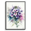 Sweet Rocket (Hesperis matronalis) Watercolour Botanical Art Print - Blotted Painting Framed Plant Wall Art 1 watercolour blotted flowers sweet rockethesperis matronalis front view
