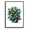 Bay Laurel (Laurus nobilisl) Watercolour Painting Style Art Print - Illustration Framed Plant Wall Art 2 watercolour realist flowers bay laurellaurus nobilisl front view1