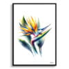 Bird of Paradise (Strelitzia) Watercolour Painting Style Art Print - Illustration Framed Plant Wall Art 2 watercolour realist flowers bird of paradisestrelitzia front view