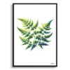 Five-fingered maidenhair fern (Adiantum pedatum) Watercolour Painting Style Art Print - Illustration Framed Plant Wall Art 2 watercolour realist flowers five fingered maidenhair fernadiantum pedatum front view