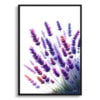 Lavender (Lavendula) Watercolour Painting Style Art Print - Illustration Framed Plant Wall Art 2 watercolour realist flowers lavenderlavendula front view
