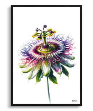 Passion Flower (Passiflora) Watercolour Painting Style Art Print - Illustration Framed Plant Wall Art