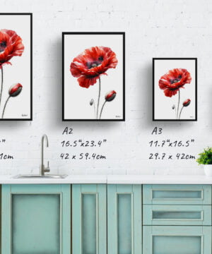 Poppy (Papaver rhoeas) Watercolour Painting Style Art Print - Illustration Framed Plant Wall Art 17 Poppy (Papaver rhoeas) Watercolour Painting Style Art Print - Illustration Framed Plant Wall Art - Image 4