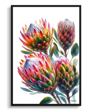 Proteas (Sugarbushes) Watercolour Painting Style Art Print - Illustration Framed Plant Wall Art