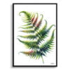 Sensitive Fern (Onoclea) Watercolour Painting Style Art Print - Illustration Framed Plant Wall Art