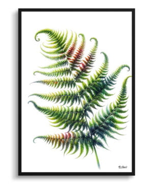Sensitive Fern (Onoclea) Watercolour Painting Style Art Print - Illustration Framed Plant Wall Art
