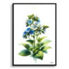 Siberian bugloss (Brunnera Macrophylla) Watercolour Painting Style Art Print - Illustration Framed Plant Wall Art 1 watercolour realist flowers siberian buglossbrunnera macrophylla front view