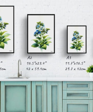 Siberian bugloss (Brunnera Macrophylla) Watercolour Painting Style Art Print - Illustration Framed Plant Wall Art 17 Siberian bugloss (Brunnera Macrophylla) Watercolour Painting Style Art Print - Illustration Framed Plant Wall Art - Image 4