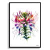 Spider flower (Cleome) Watercolour Painting Style Art Print - Illustration Framed Plant Wall Art 2 watercolour realist flowers spider flowercleome front view