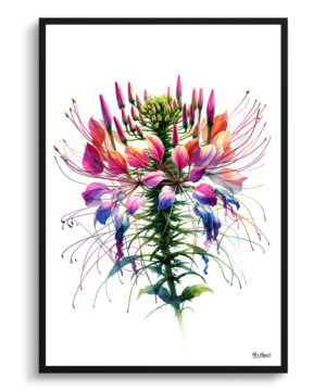 Spider flower (Cleome) Watercolour Painting Style Art Print - Illustration Framed Plant Wall Art