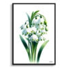 Summer snowflake (Leucojum Aestivum) Watercolour Painting Style Art Print - Illustration Framed Plant Wall Art