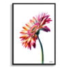 Transvaal daisy (Gerbera) Watercolour Painting Style Art Print - Illustration Framed Plant Wall Art 1 watercolour realist flowers transvaal daisygerbera front view