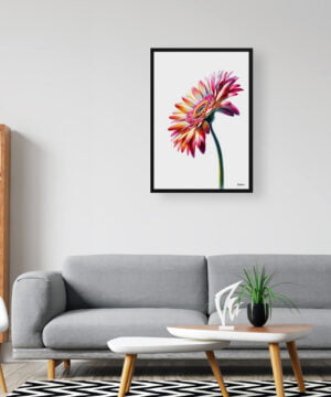 Transvaal daisy (Gerbera) Watercolour Painting Style Art Print - Illustration Framed Plant Wall Art 16 Transvaal daisy (Gerbera) Watercolour Painting Style Art Print - Illustration Framed Plant Wall Art - Image 3
