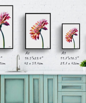Transvaal daisy (Gerbera) Watercolour Painting Style Art Print - Illustration Framed Plant Wall Art 17 Transvaal daisy (Gerbera) Watercolour Painting Style Art Print - Illustration Framed Plant Wall Art - Image 4