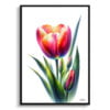 Tulip (Tulipa) Watercolour Painting Style Art Print - Illustration Framed Plant Wall Art 1 watercolour realist flowers tuliptulipa front view