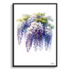 Wisteria (Fabaceae) Watercolour Painting Style Art Print - Illustration Framed Plant Wall Art 2 watercolour realist flowers wisteriafabaceae front view