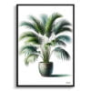 Areca Palms (Dypsis Lutescens) Watercolour Style Art Print - Illustration Painting Framed Plant Wall Art 2 watercolour realist home plants areca palmsdypsis lutescens front view