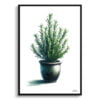 Rosemary (Salvia Rosmarinus) Watercolour Style Art Print - Illustration Painting Framed Plant Wall Art 2 watercolour realist home plants rosemarysalvia rosmarinus front view