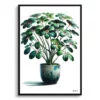 Umbrella Plant (Schefflera Actinophylla) Watercolour Style Art Print - Illustration Painting Framed Plant Wall Art 2 watercolour realist home plants umbrella plantschefflera actinophylla front view
