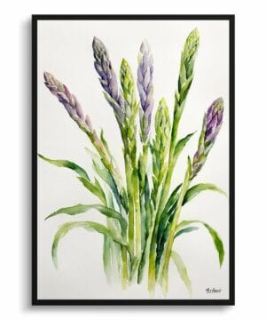 Asparagus Officinalis (Gijnlim) Watercolour Botanical Art Print - Minimalist Framed Plant Wall Art 18 Asparagus Officinalis (Gijnlim) Watercolour Botanical Art Print - Minimalist Framed Plant Wall Art - Image 5