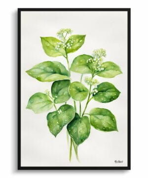 Siberian bugloss (Brunnera Macrophylla) Watercolour Botanical Art Print - Boraginaceae Minimalist Framed Plant Wall Art 18 Siberian bugloss (Brunnera Macrophylla) Watercolour Botanical Art Print - Boraginaceae Minimalist Framed Plant Wall Art - Image 5