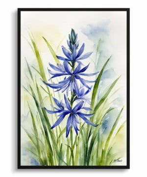 watercolour botanical print flowers camassia leichtlinii subsp front view