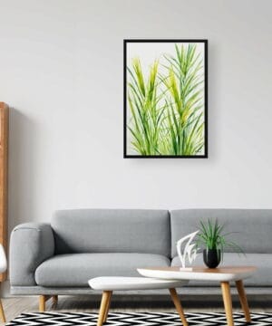 Japanese Sedge Watercolour Botanical Art Print - Carex Oshimensis Everillo Minimalist Framed Plant Wall Art 20 Japanese Sedge Watercolour Botanical Art Print - Carex Oshimensis Everillo Minimalist Framed Plant Wall Art - Image 7