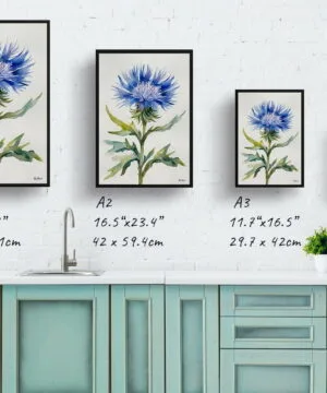 Cornflower Watercolour Botanical Art Print - Centaurea cyanus Blue Boy Minimalist Framed Plant Wall Art 21 Cornflower Watercolour Botanical Art Print - Centaurea cyanus Blue Boy Minimalist Framed Plant Wall Art - Image 8