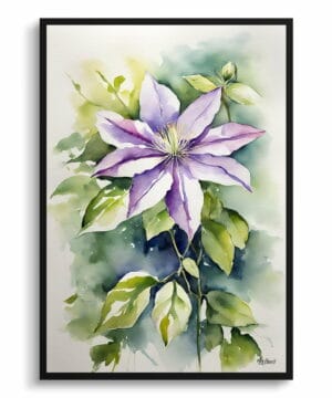 Leather flower (Clematis Beauty) Watercolour Botanical Art Print - Gravetye Framed Plant Wall Art 18 Leather flower (Clematis Beauty) Watercolour Botanical Art Print - Gravetye Framed Plant Wall Art - Image 5