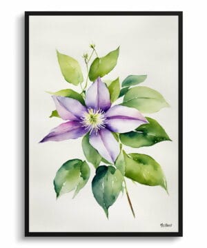 Leather flower (Clematis Beauty) Watercolour Botanical Art Print - Gravetye Minimalist Framed Plant Wall Art 18 Leather flower (Clematis Beauty) Watercolour Botanical Art Print - Gravetye Minimalist Framed Plant Wall Art - Image 5