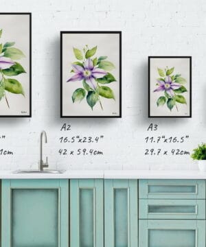 Leather flower (Clematis Beauty) Watercolour Botanical Art Print - Gravetye Minimalist Framed Plant Wall Art 21 Leather flower (Clematis Beauty) Watercolour Botanical Art Print - Gravetye Minimalist Framed Plant Wall Art - Image 8