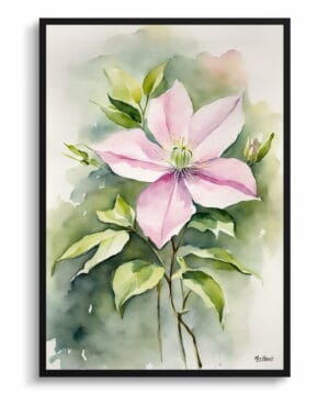 Leather flower (Clematis) Watercolour Botanical Art Print - Mayleen Framed Plant Wall Art 18 Leather flower (Clematis) Watercolour Botanical Art Print - Mayleen Framed Plant Wall Art - Image 5