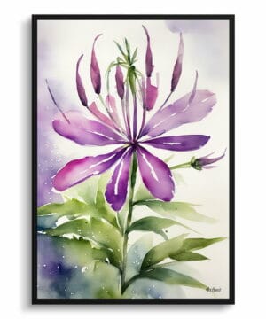 Spider flower (Cleome) Watercolour Botanical Art Print - Violet Queen Framed Plant Wall Art 18 Spider flower (Cleome) Watercolour Botanical Art Print - Violet Queen Framed Plant Wall Art - Image 5