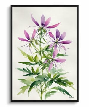 Spider flower (Cleome) Watercolour Botanical Art Print - Violet Queen Minimalist Framed Plant Wall Art 18 Spider flower (Cleome) Watercolour Botanical Art Print - Violet Queen Minimalist Framed Plant Wall Art - Image 5
