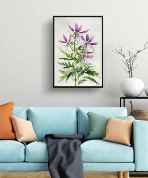 Spider flower (Cleome) Watercolour Botanical Art Print - Violet Queen Minimalist Framed Plant Wall Art 19 Spider flower (Cleome) Watercolour Botanical Art Print - Violet Queen Minimalist Framed Plant Wall Art - Image 6