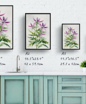 Spider flower (Cleome) Watercolour Botanical Art Print - Violet Queen Minimalist Framed Plant Wall Art 21 Spider flower (Cleome) Watercolour Botanical Art Print - Violet Queen Minimalist Framed Plant Wall Art - Image 8