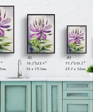 Spider flower (Cleome) Watercolour Botanical Art Print - Violet Queen Framed Plant Wall Art 25 Spider flower (Cleome) Watercolour Botanical Art Print - Violet Queen Framed Plant Wall Art - Image 12