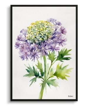 Queen Anne's lace (Daucus carota) Watercolour Botanical Art Print - Cosmic Carrot Minimalist Framed Plant Wall Art 18 Queen Anne's lace (Daucus carota) Watercolour Botanical Art Print - Cosmic Carrot Minimalist Framed Plant Wall Art - Image 5