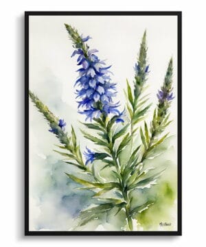 Viper's bugloss Watercolour Botanical Art Print - Echium Vulgare Framed Plant Wall Art 18 Viper's bugloss Watercolour Botanical Art Print - Echium Vulgare Framed Plant Wall Art - Image 5