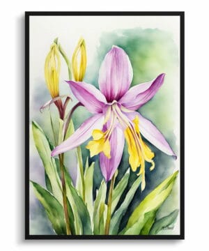 Erythronium Fawn lily Watercolour Botanical Art Print - Dogtooth Violet Framed Plant Wall Art 18 Erythronium Fawn lily Watercolour Botanical Art Print - Dogtooth Violet Framed Plant Wall Art - Image 5
