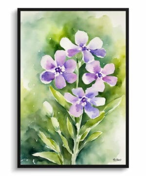Dame's Rocket Watercolour Botanical Art Print - Hesperis Matronalis Framed Plant Wall Art - Image 5