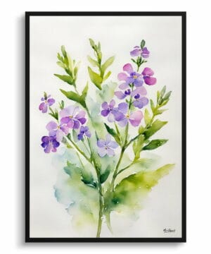 Dame's Rocket Watercolour Botanical Art Print - Hesperis Matronalis Minimalist Framed Plant Wall Art 18 Dame's Rocket Watercolour Botanical Art Print - Hesperis Matronalis Minimalist Framed Plant Wall Art - Image 5