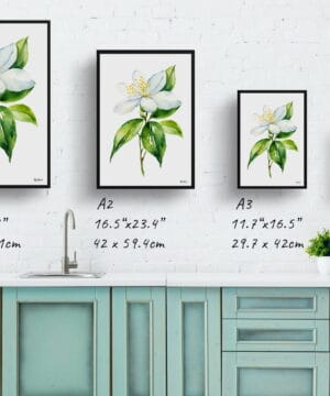 Jasminum officinale Watercolour Botanical Art Print - Jasmine Minimalist Framed Plant Wall Art 21 Jasminum officinale Watercolour Botanical Art Print - Jasmine Minimalist Framed Plant Wall Art - Image 8