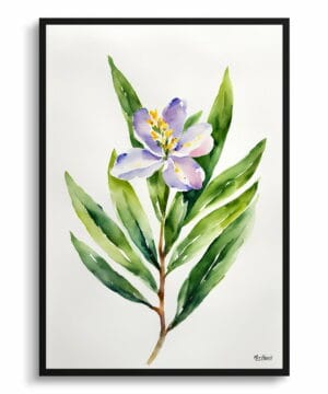 Bay Laurel Flower Watercolour Botanical Art Print - Minimalist Framed Plant Wall Art 18 Bay Laurel Flower Watercolour Botanical Art Print - Minimalist Framed Plant Wall Art - Image 5
