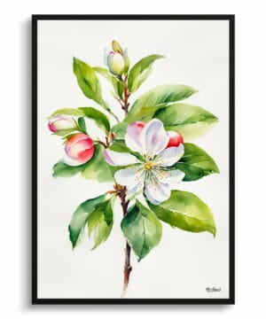 Howgate Wonder Apple Watercolour Botanical Art Print - Malus Domestica Minimalist Framed Plant Wall Art 22 Howgate Wonder Apple Watercolour Botanical Art Print - Malus Domestica Minimalist Framed Plant Wall Art - Image 9