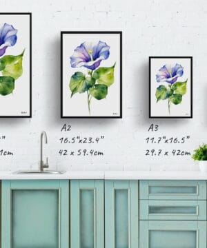 Morning Glory Blue Watercolour Botanical Art Print - Ipomoea Purpurea Minimalist Framed Plant Wall Art 25 Morning Glory Blue Watercolour Botanical Art Print - Ipomoea Purpurea Minimalist Framed Plant Wall Art - Image 12